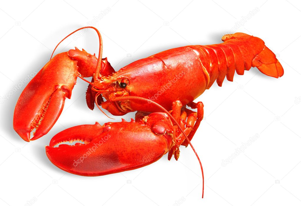 depositphotos_4917845-stock-photo-lobster